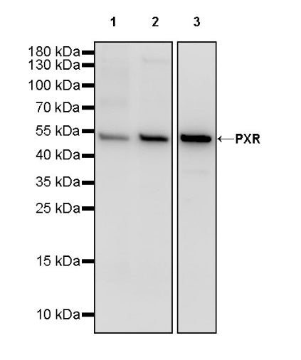 PXR Recombinant Rabbit mAb (S-2398-43)