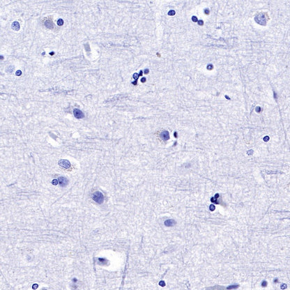 Rabbit mAb IgG Isotype Control (S-240-1)