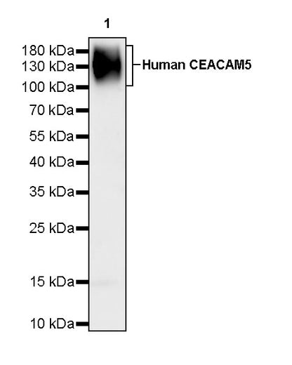Anti-Human CEACAM5 Monoclonal Antibody (Labetuzumab)