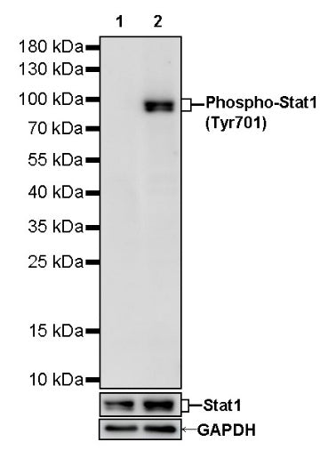 Phospho-Stat1 (Tyr701) Recombinant Rabbit mAb (S-601-78)