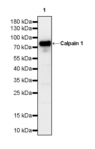Calpain 1 Recombinant Rabbit mAb (S-3797-41)