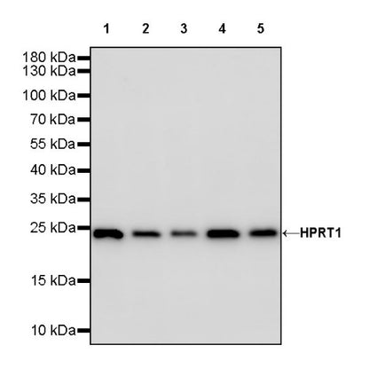 HPRT1 Rabbit Polyclonal Antibody