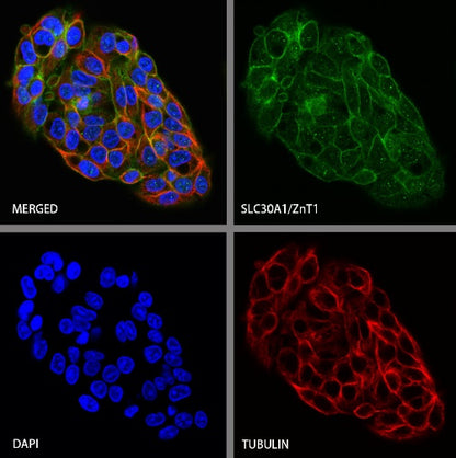 SLC30A1/ZnT1 Rabbit Polyclonal Antibody