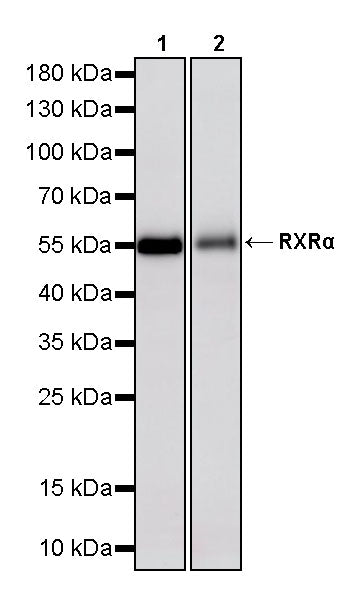 RXRα Recombinant Rabbit mAb