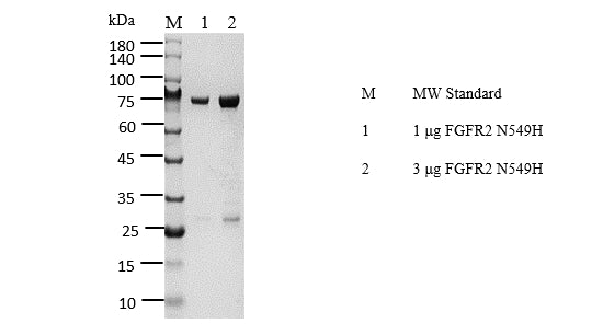 FGFR2[N549H] Protein