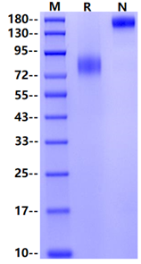 CD200R Fc Chimera Protein, Mouse