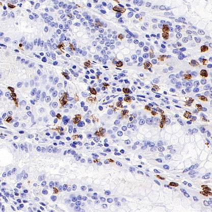 S-RMab® CD8α Mouse mAb (SDT-1036-34)