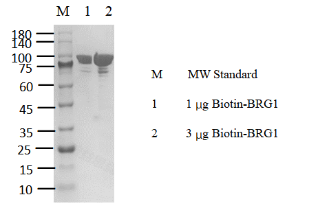 Biotin-SMARCA4 Protein, Human