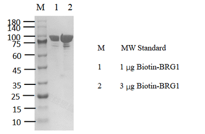 Biotin-SMARCA4 Protein, Human