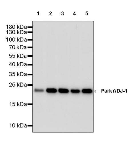 Park7/DJ-1 Recombinant Rabbit mAb (S-980-144)