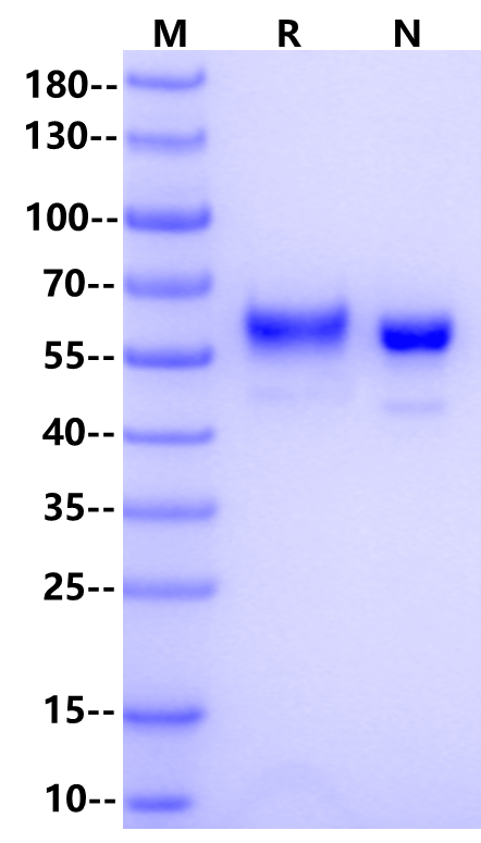 Fibronectin-CH296 Protein, Human
