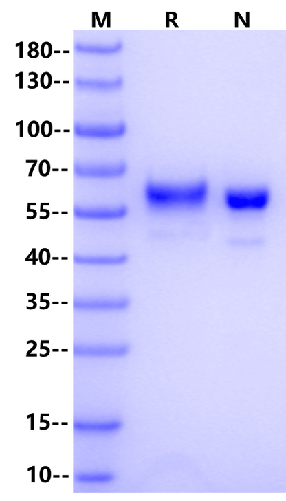 Fibronectin-CH296 Protein, Human