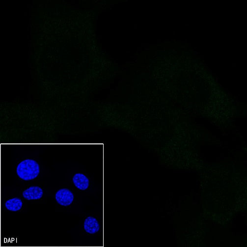 Mouse mAb IgA, κ Isotype Control (S-844-79-1)