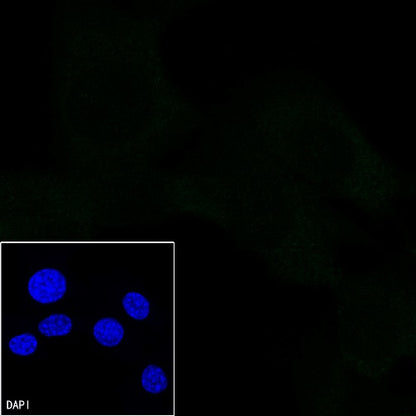 Mouse mAb IgA, κ Isotype Control (S-844-79-1)