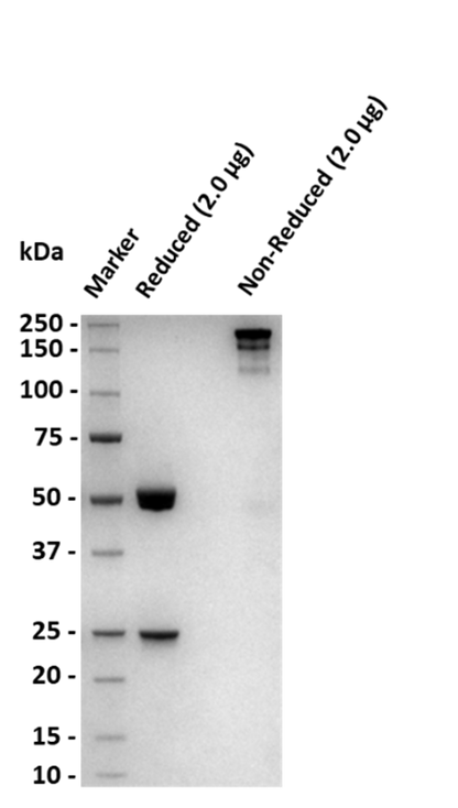 Monoclonal Anti-Eribulin Antibody