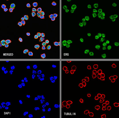 ERG Recombinant Rabbit mAb,PBS Only (SDT-190-65)