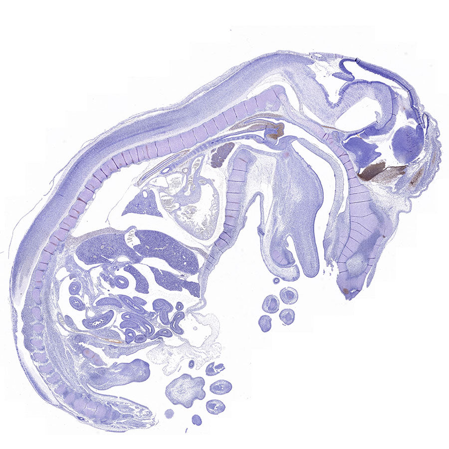 FOXG1 Recombinant Rabbit mAb (S-5244)