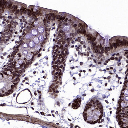 MBD3 Rabbit Polyclonal Antibody
