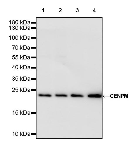 CENPM Recombinant Rabbit mAb (S-1870-36)