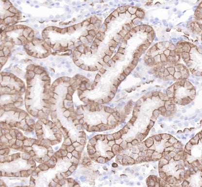 Cytokeratin 19 Recombinant Rabbit  mAb,PBS Only (SDT-107-19)