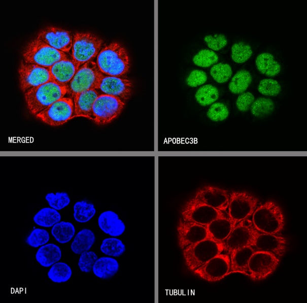 APOBEC3B Rabbit Polyclonal Antibody