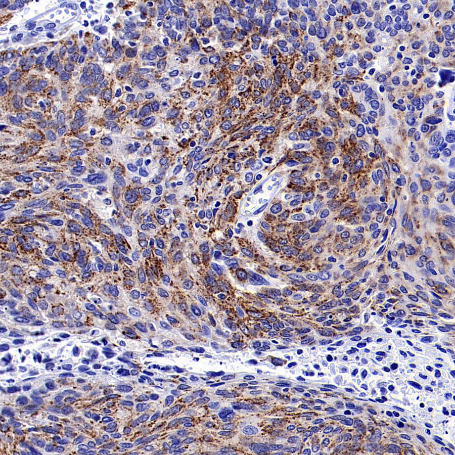 CHCHD10 Recombinant Rabbit mAb (S-4106-13)