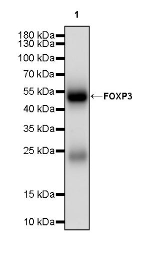 FOXP3 Recombinant Mouse mAb (SDT-3494)