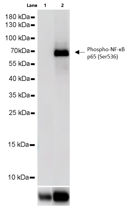 TNF-α Protein, Human