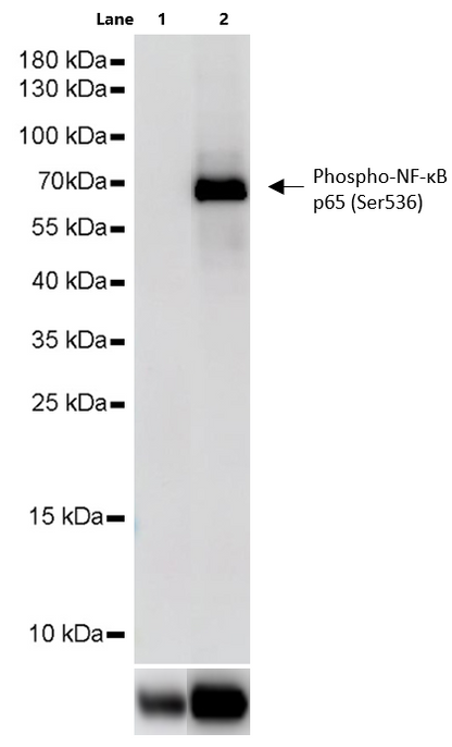 TNF-α Protein, Human
