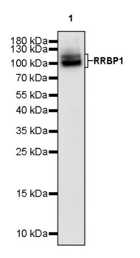 RRBP1 Rabbit Polyclonal Antibody