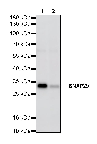 SNAP29 Recombinant Rabbit mAb (S-4163-52)