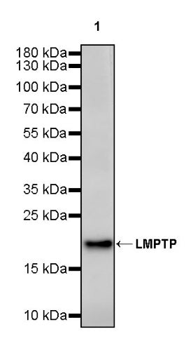 LMPTP Rabbit Polyclonal Antibody