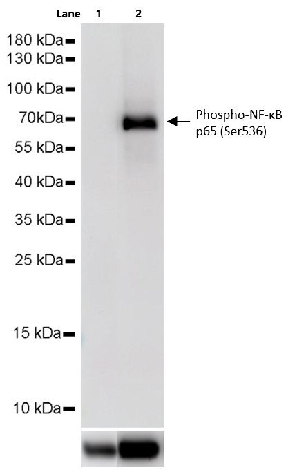 TNF-α Protein, Human