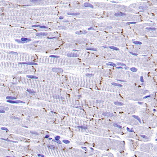 Connexin 43 / GJA1 Rabbit Polyclonal Antibody