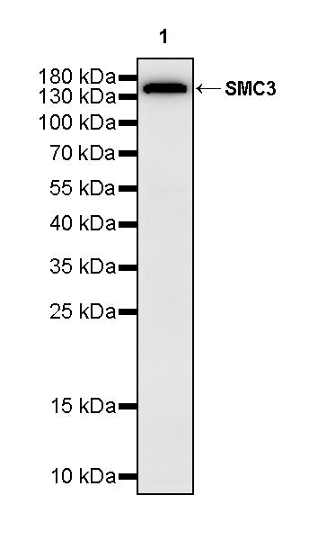 SMC3 Rabbit Polyclonal Antibody