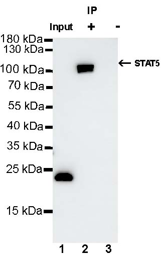 Stat5 Recombinant Rabbit mAb (S-R234)