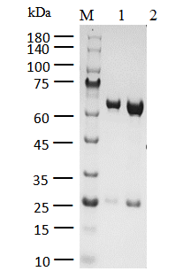 FGFR4[V550L] Protein