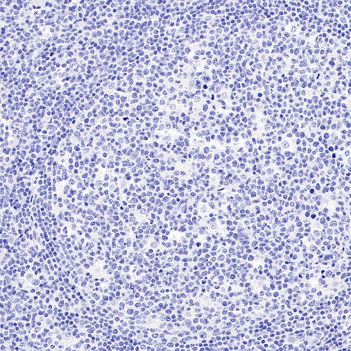 Mouse mAb IgG2b, κ Isotype Control (S-844-22)