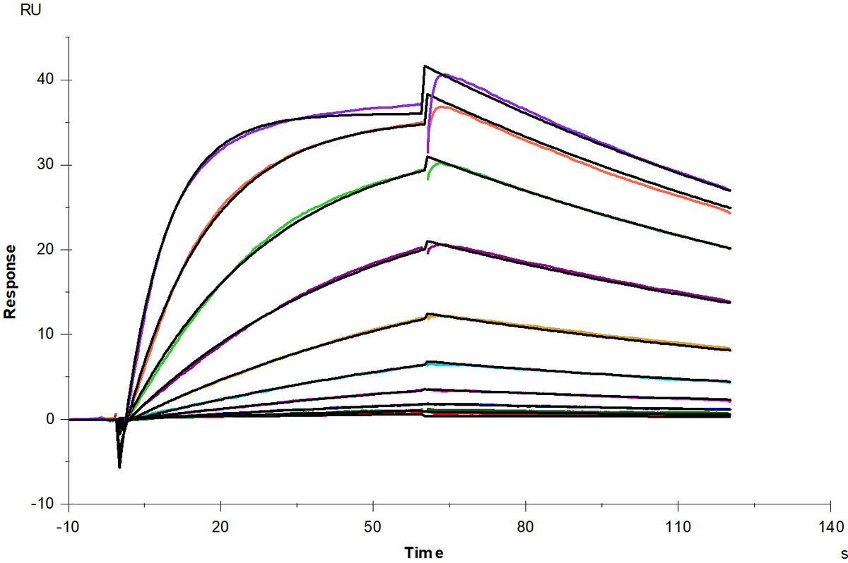 Biotinylated ACE2 Fc&Avi Tag Protein, Human