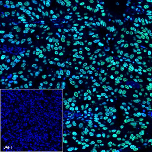 Histone H3 Recombinant Rabbit mAb (Alexa Fluor® 488 Conjugate) (S-266-44)