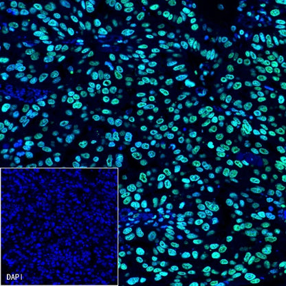 Histone H3 Recombinant Rabbit mAb (Alexa Fluor® 488 Conjugate) (S-266-44)