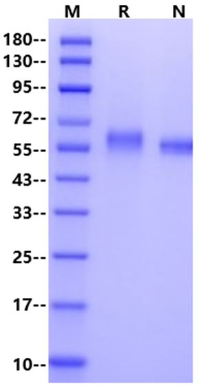 GFRA1 His Tag Protein, Human