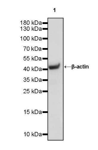 β-actin Recombinant Rabbit mAb (HRP Conjugate) (S-R015)