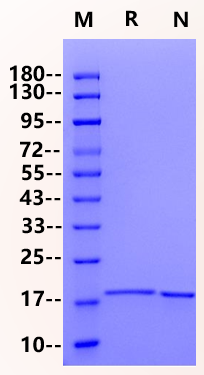 LIGHT Protein, Mouse