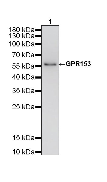 GPR153 Recombinant Rabbit mAb (S-4871-4)