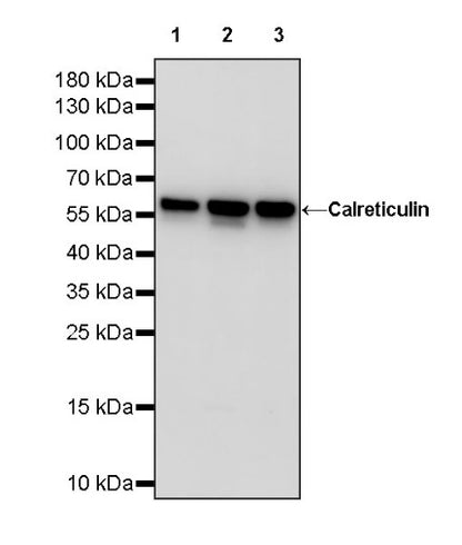 Calreticulin Recombinant Rabbit mAb (S-779-273)