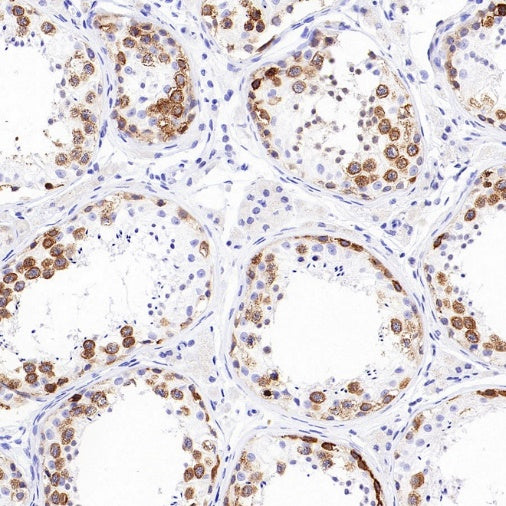 DAZL Recombinant Rabbit mAb (S-3113-35)