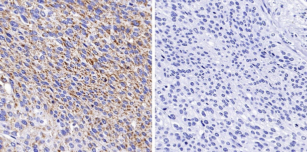 Phospho-PDHA1 (S293) Recombinant Rabbit mAb (S-1729-25)
