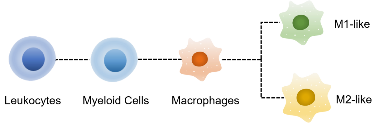 Mouse MacroPhage Panel Kit (CD45/CD11b/F4/80/Ly6G/CD206/CD86)