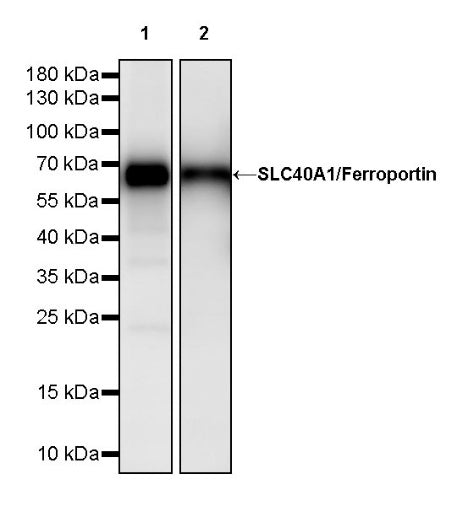 SLC40A1/Ferroportin Recombinant Rabbit mAb (S-2172-35)